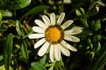 Fototapeta premium flower in the garden