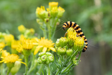 Caterpillar