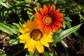orange flower in the garden
