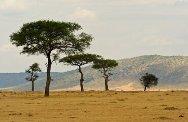 Naklejka na ściany i meble Acacia tree and savanna in Masai mara national park, Kenya , Africa