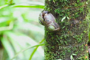 two snails together