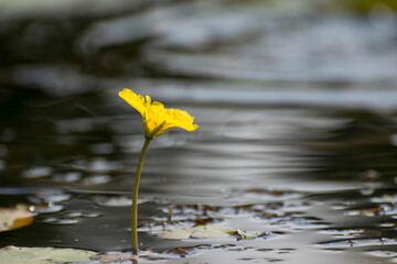 water lily