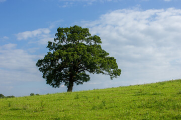 One tree hill. Majestic Oak