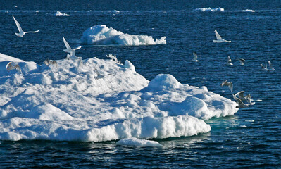 flock of seagulls and seabirds in the icebergs, Ilulissat Icefjord, Illulissat, Greenland
