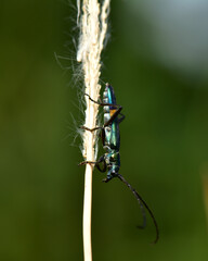 Lytta vesicatoria this insect has terpenoid cantharidin in it.