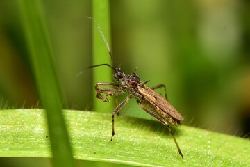 Assassin bug or Sycanus collaris classified as medium to large insects, sucking the liquid in other insects as food.