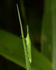 Grasshopper or Caelifera it is considered a new source of protein for humans that can be processed into a variety of foods.