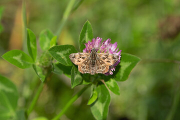 Mallow skipper (Carcharodus alceae) on a clover blossom.