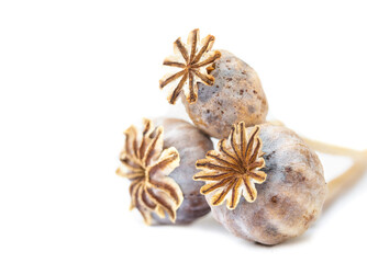 Dried opium poppy pods, macro. Also known as Papaver somniferum. Stunning group of blue and brown seed pods used harvest seeds for planting, cooking or medicinal. Isolated on white. Selective focus.