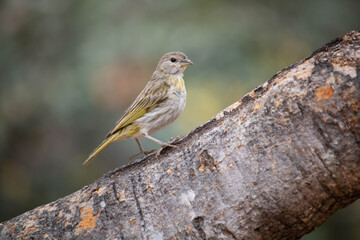 Canario da terra, Sicalis Flaveola. The canary of the land Scalis flaveola, is also known as the canary-of-the-garden