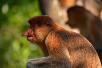 Naklejka premium Malaysia. The long-nosed monkey or kahau — a species of primates from the subfamily of thin-bodied monkeys in the family of monkeys. Distributed exclusively on the island of Borneo