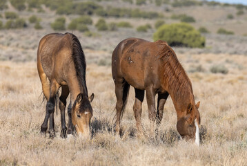 Beautiful Wild Horses in Utah in Springtime