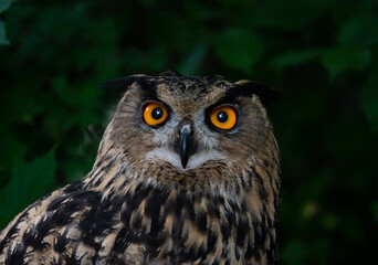 Close up on owl