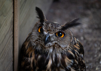 Close up on owl