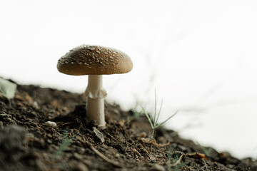 Mushroom on riverbank