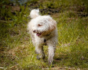 white cute dog walking on the grass his paws are covered whit mud.