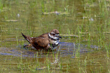 The killdeer (Charadrius vociferus) bathes in a flooded meadow 