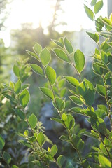 green leaves on a sunny day