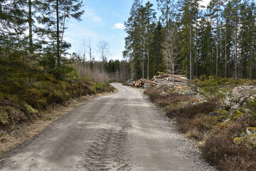 Gravel road in the woods