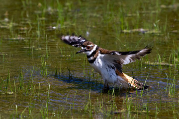 The killdeer (Charadrius vociferus) bathes in a flooded meadow 