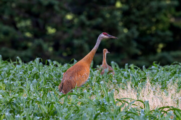 The sandhill crane (Antigone canadensis)  in a corn field with a young