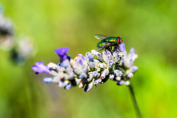 Fliege auf Blume