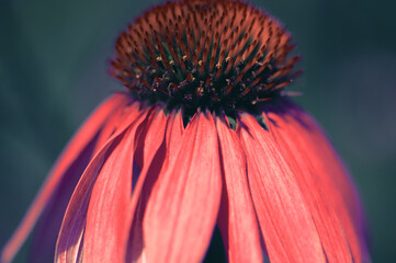 roter Sonnenhut - Echinacea purpurea, close up, blau/grün/lila/rosa Touch
