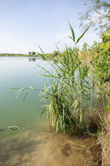 nature, picturesque lake with green grass