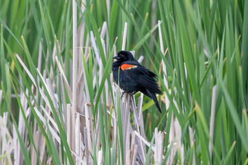 The red-winged blackbird (Agelaius phoeniceus ) in the marsh