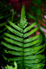 Fern leaves, the abundance of nature
