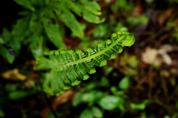 A leaf of a fern that thrives on moist soil