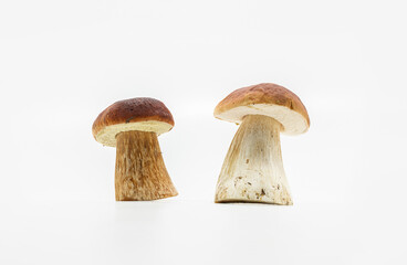 Beautiful fresh porcini mushrooms  on white background isolated season healthy food 