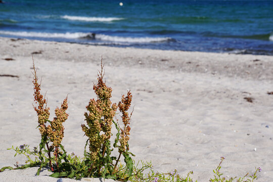 krauser Ampfer w&auml;chst am Strand der Ostsee,  rumex crisbus, plants at the beach