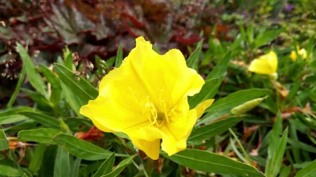 Oenothera macrocarpa is a species of flowering plant in the evening primrose family Onagraceae