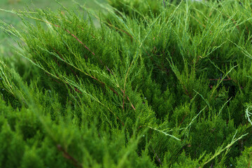 Green thuja bush close up in the sunlight. Solid green background.