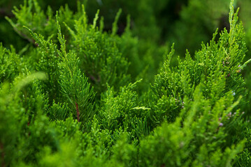 Green thuja bush close up in the sunlight. Solid green background.