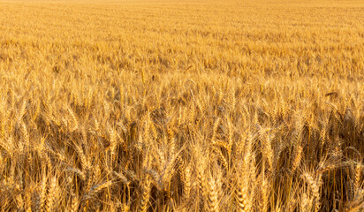 wheat field in the morning 