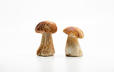 Beautiful fresh porcini mushrooms  on white background isolated season healthy food 