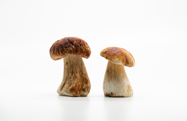 Beautiful fresh porcini mushrooms  on white background isolated season healthy food 