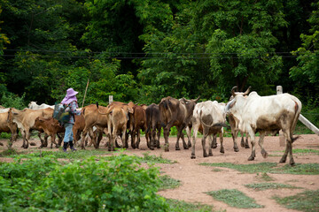 Obraz premium Cattle for meat production in thailand farmers cows in nature