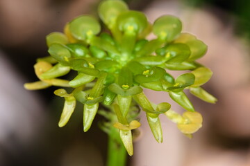 malaxis historiantha orquid