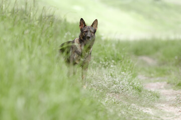 Beautiful Germana beautiful obedient dog stands on a path in a field against a background of grass. German shepherd breed. Shepherd dog for a walk in the field. High quality photo