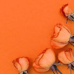A bouquet of bright roses on an orange background. Postcard with place for design.