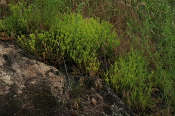 Wild flowers bloom on stones in the mountains in summer