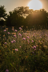 flowers in the field at sunset
