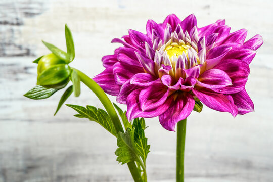 Still life image of a purple dahlia flower with an unopened bud on the side. Textured background.