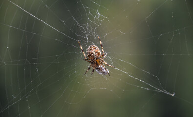 spider