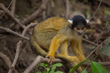 Side on closeup portrait of Golden Squirrel Monkey (Saimiri sciureus) sitting on branch and looking at ground, Bolivia