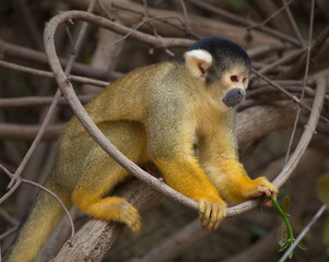 Side on closeup portrait of Golden Squirrel Monkey (Saimiri sciureus) sitting on branch, Bolivia.