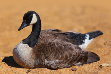 Canada Goosing Resting on a Sandy Beach